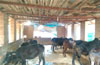 Three accused in Kairangala cattle theft case arrested
